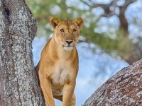 Lion Manyara Lion Manyara