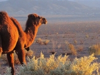 Iran Desert, Camel Riding Iran Desert, Camel Riding