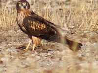 Montagu\'s Harrier