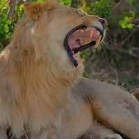 Ewamanns Safaris Ewamanns Safaris