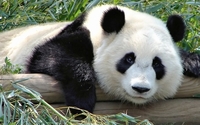 Absolutepanda