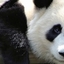 Absolutepanda Absolutepanda