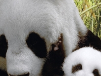 Cute Baby Panda