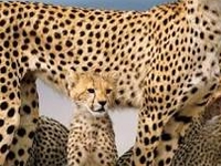 Ngorongoro Crater