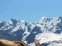 Zwitserland Berg Met Koe Zwitserland Berg Met Koe