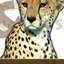 Congema Safaris