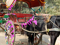 Beautiful Horse Cart In Agra India