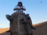 Camel Ride