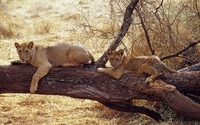 African Safaris African Safaris