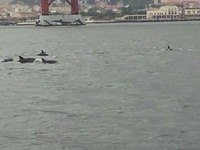 Dolphins In The Tagus River
