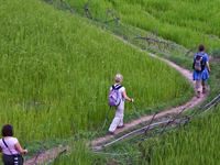 Trail Trail