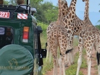 Rothschild Giraffe In Uganda