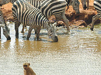 Zebra Zebra
