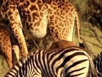 Kenya Game Parks Wildlife