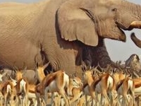 Kenya Vacations Safaris