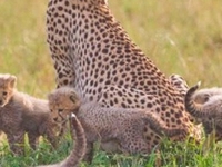 Exclusive Game Parks
