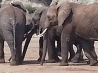 Elephants