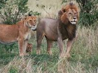 The King Of The Jungle. The King Of The Jungle.