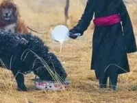 The Tibet Nomad Life The Tibet Nomad Life