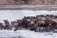 Migration Migration