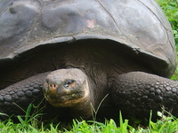 Galapagos Trip 19