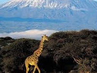 Giraffe Giraffe