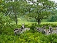 Zebra Zebra