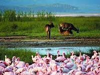Flamingos Flamingos