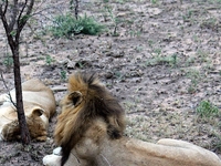 Img 8445 Mating Lions Skukuza