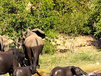 Img 2556 Elephants Bathing
