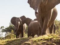 Elephant On River Banks Staring At Canoes Elephant On River Banks Staring At Canoes
