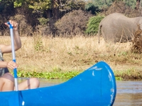 Elephant Feeding On The Bank Elephant Feeding On The Bank