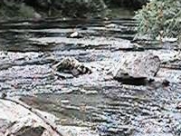 Chino Creek Chino Creek