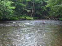 Tionesta Creek