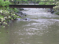 Four Mile Run