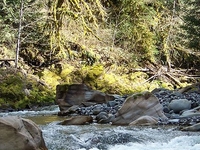 Carbon River Carbon River