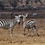 Hell’s Gate National Park Walking Tour with Elsamere Conservation Park Visit from Nairobi Hell’s Gate National Park Walking Tour with Elsamere Conservation Park Visit from Nairobi