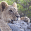 Nairobi National Park, Karen Blix Museum and Langata Giraffe Center Tour from Nairobi
