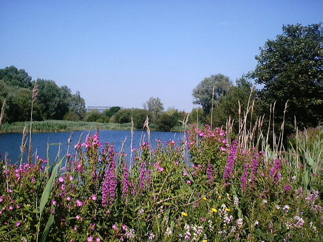 Bedfont Lakes Country Park, London, England Tourist Information