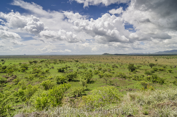 Pian Upe Wildlife Reserve, Uganda Tourist Information