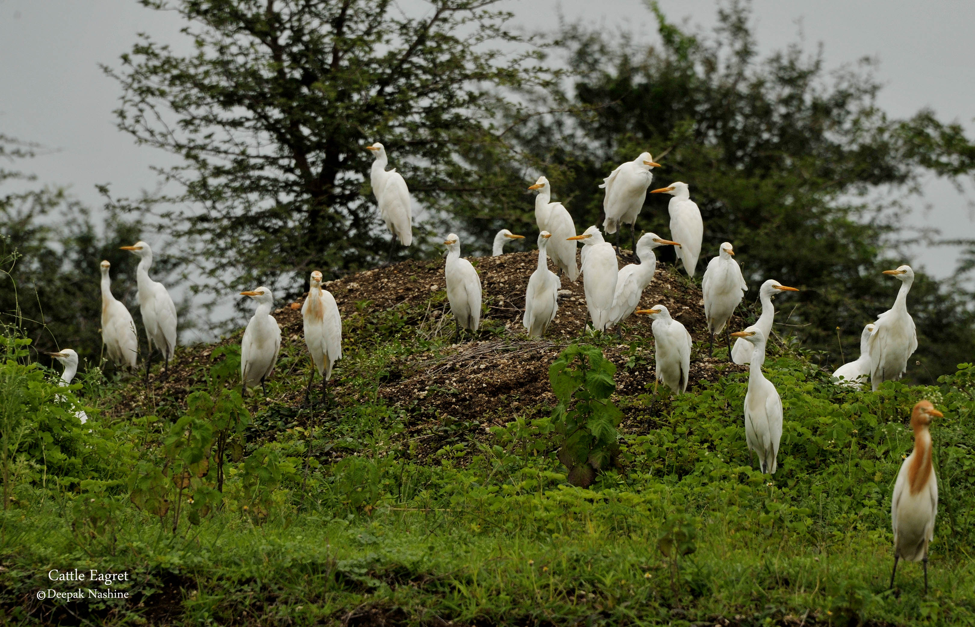 Bor Wildlife Sanctuary, India Tourist Information