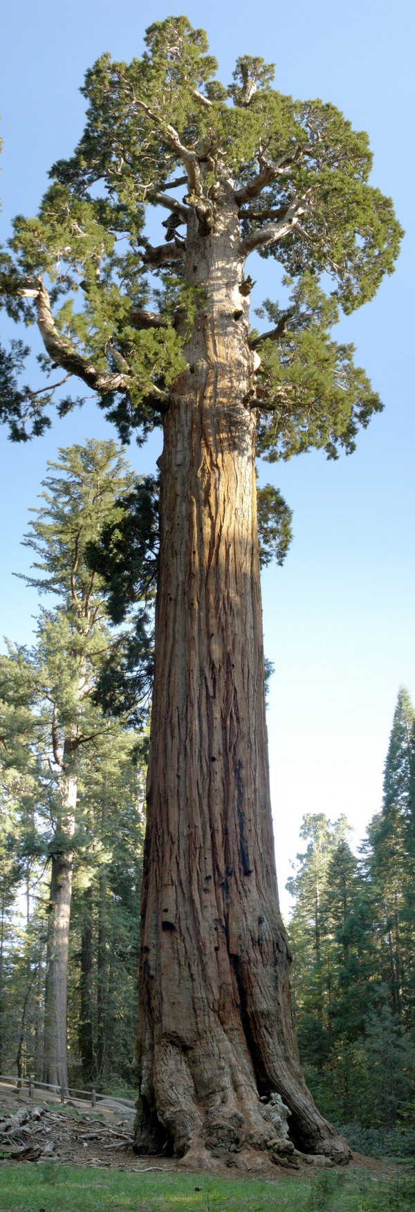 Árbol General Grant, Estados Unidos Información Turística