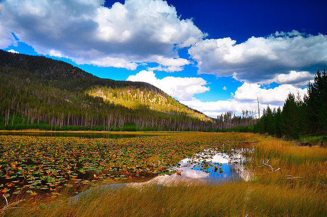 harlequin lake yellowstone