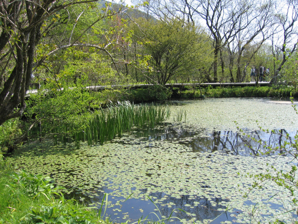 Hakone Botanical Garden of Wetlands, Japan Tourist Information