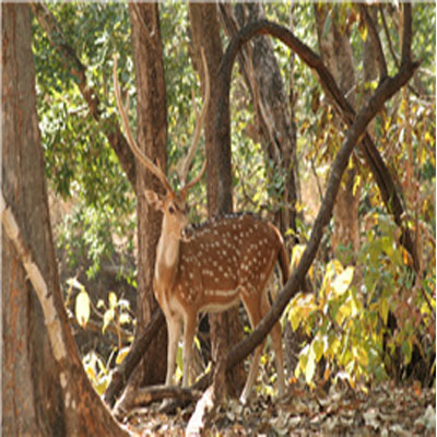 Wildlife of the Coconino National Forest - Owlcation