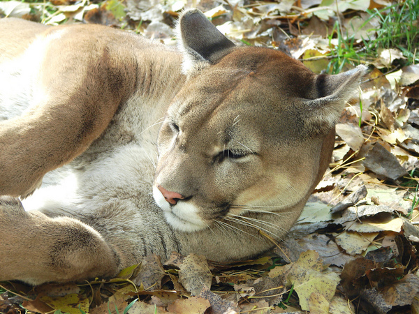 Dakota Zoo, Bismarck, United States Tourist Information