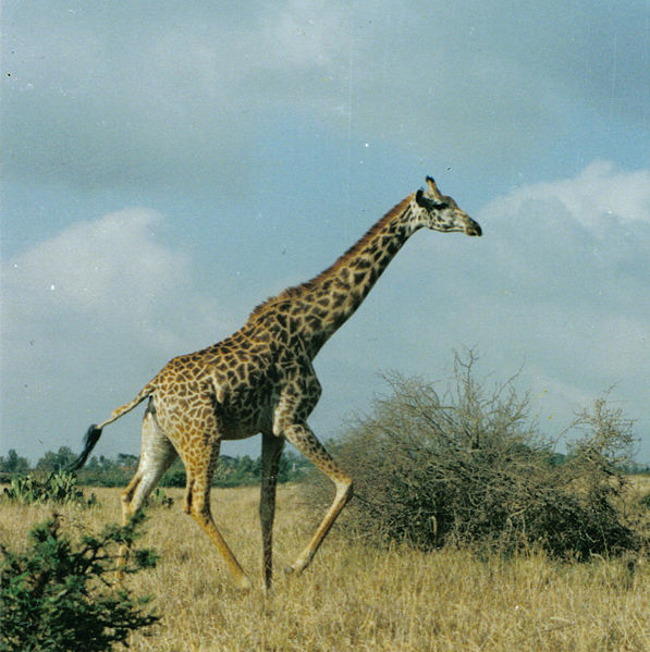 Ngong Town, Kenya Tourist Information