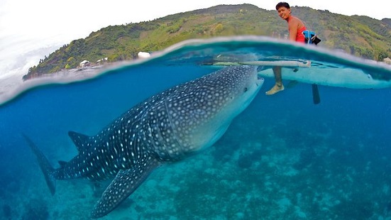 Oslob, Philippines Tourist Information
