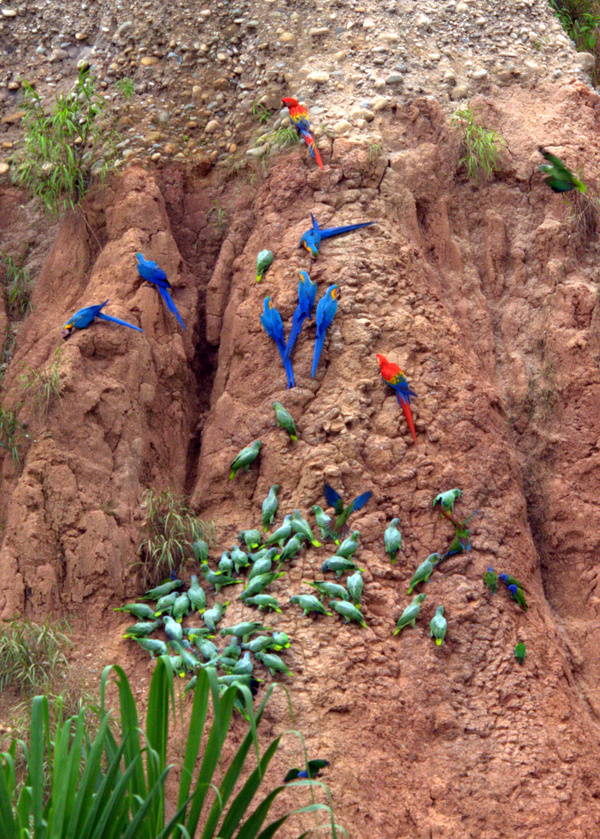 Tambopata National Reserve, Peru Tourist Information