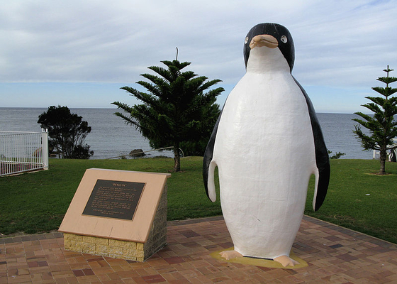 big teddy penguin